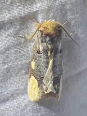 Phalera bucephaloides