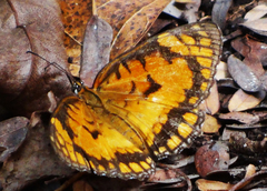 Byblia anvatara acheloia