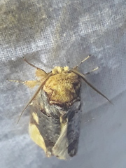 Phalera bucephaloides