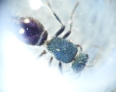 Ephutomorpha bicolorata