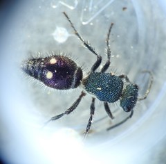 Ephutomorpha bicolorata