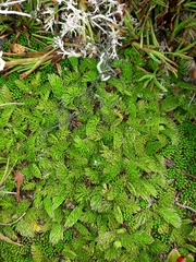 Anisotome imbricata prostrata