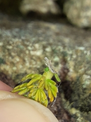 Anisotome imbricata prostrata