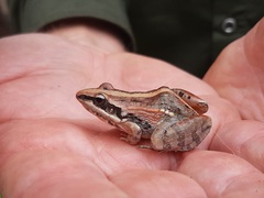 Ptychadena mossambica