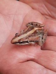 Ptychadena mossambica