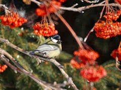 Parus major