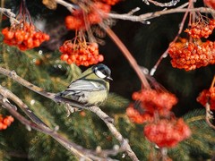 Parus major
