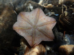 Meridiastra