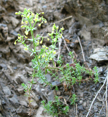 Galium brachyphyllum