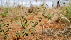 Trianthema parvifolia