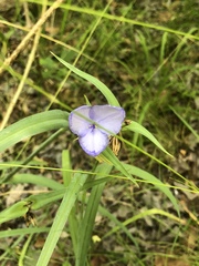 Tradescantia occidentalis