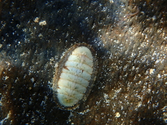 Contracted Chiton