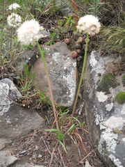 Allium denudatum