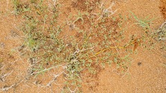 Trianthema parvifolia