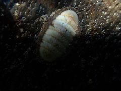 Ischnochiton contractus