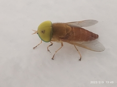 Tabanidae