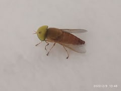 Tabanidae