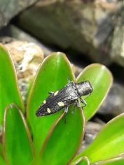 Nascioides enysi