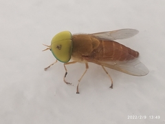 Tabanidae