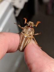 Polyphylla occidentalis