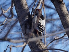 Dendrocopos leucotos