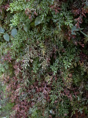Hymenophyllum denticulatum