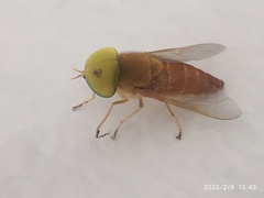 Tabanidae