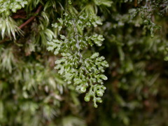 Hymenophyllum denticulatum