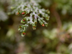 Hymenophyllum denticulatum