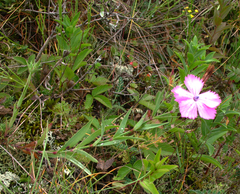 Dianthus caucaseus