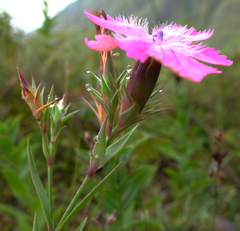 Dianthus caucaseus
