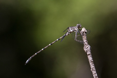 Ecchlorolestes peringueyi