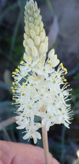 Bulbinella eburniflora
