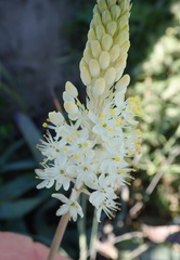 Bulbinella eburniflora