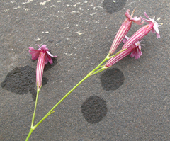 Silene linearifolia
