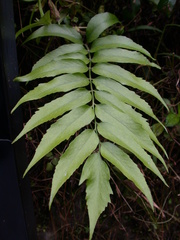 Cyrtomium devexiscapulae