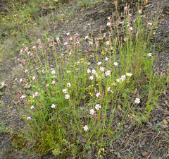Silene linearifolia