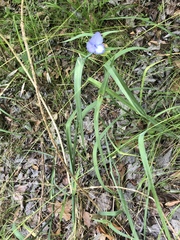 Tradescantia occidentalis