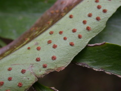 Cyrtomium devexiscapulae