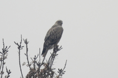 Buteo rufinus