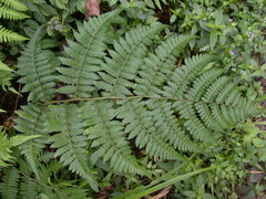 Deparia boryana