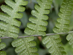 Deparia boryana