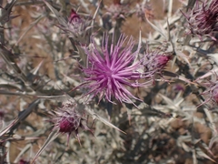 Onopordum caricum
