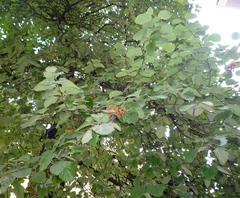 Sorbus
