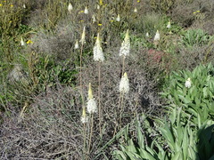 Bulbinella eburniflora