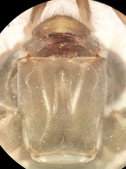 Stenogomphurus rogersi