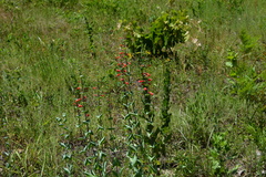 Penstemon murrayanus
