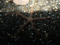 Brittle starfish on rock underwater