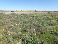 Bulbinella eburniflora