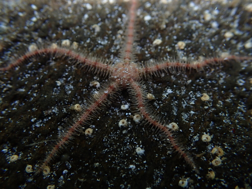 Ophiothrix caespitosa starfish on a rock underwater